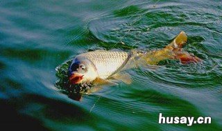 钓鲫鱼怎么做散炮 钓鲫鱼怎么做散炮最好