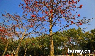 梦到树预示着什么 梦见树是什么意思?