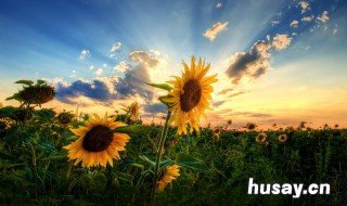 太阳花花语 两朵太阳花花语