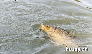 冬天在水库用蚯蚓钓鲫鱼可以吗 夏天水库钓鱼用蚯蚓可不可以