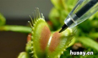 捕蝇草可以放厨房吗 食蝇草能放室内吗?