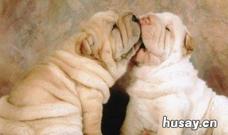 梦到被狗咬预示着什么