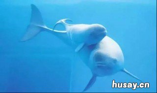 江豚一生能繁殖多少胎 江豚一年生几窝