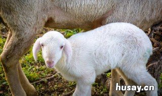 羊羔多长时间和母羊分开 母羊和羊羔分开,母羊多久就没奶了