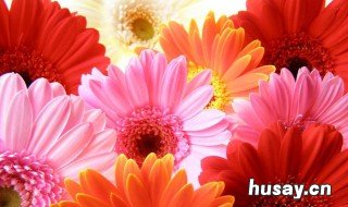 怎么让照相机照相色彩更鲜艳? 怎么设置相机拍照颜色鲜艳