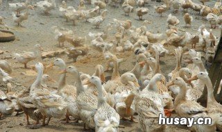 养鸭前景如何 养鸭有前途吗
