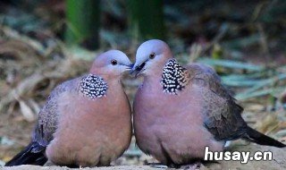 晚上用什么工具打斑鸠