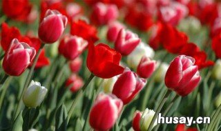 12月份种植郁金香发芽 郁金香10月种植什么时候发芽