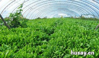 冬季低温天气大棚黄瓜怎么管理 冬季黄瓜大棚温度管理