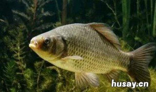 鱼镖射鱼的打法 怎么用鱼镖射鱼视频