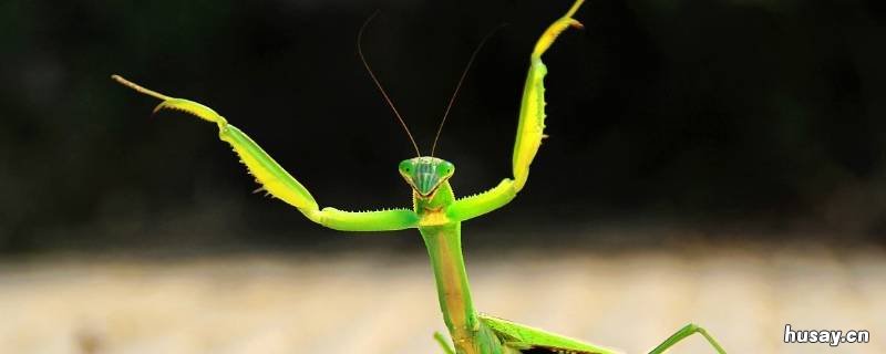 螳螂的介绍 昆虫记中螳螂的介绍