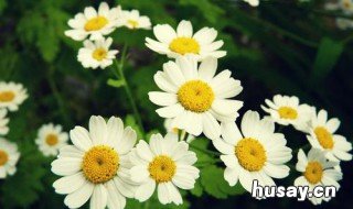 雏菊花语 小雏菊花语