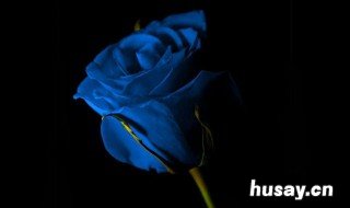 蓝色妖姬花语 16朵蓝色妖姬花语