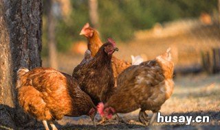 土鸡的饲养密度 散养土鸡标准