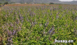 丹参的种植技术 丹参种植技术及亩收益山东基地