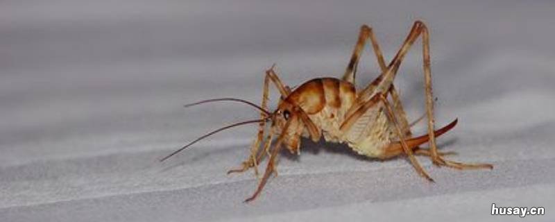 蛐蛐几条腿蜘蛛几条腿 蜘蛛和蛐蛐共10只腿66条