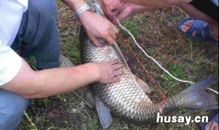 十斤的草鱼用多大的钩子 十斤的草鱼用多大的钩子合适