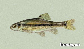 肥水如何钓鲫鱼 肥水钓鲫鱼用什么饵料最好