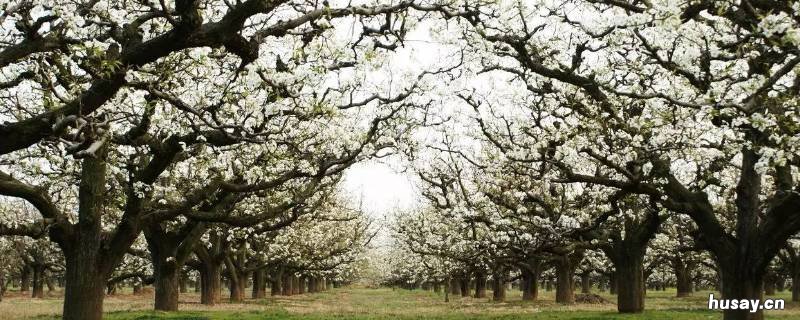 丰县特色文化 丰县特色文化介绍