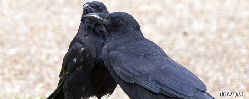 哪些是鸟类 哪些鸟类不是保护动物