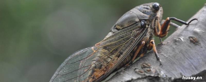 蝉种类 蝉种类图鉴