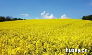 油菜花花期多长时间 油菜花花期是几月