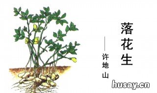 花生的主要内容是什么 花生的概述