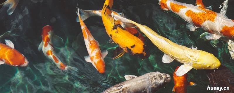 鲤鱼长什么样 鲤鱼啥样的