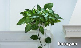 橄榄树为什么被称为万树之王 为什么说橄榄树是树中之王