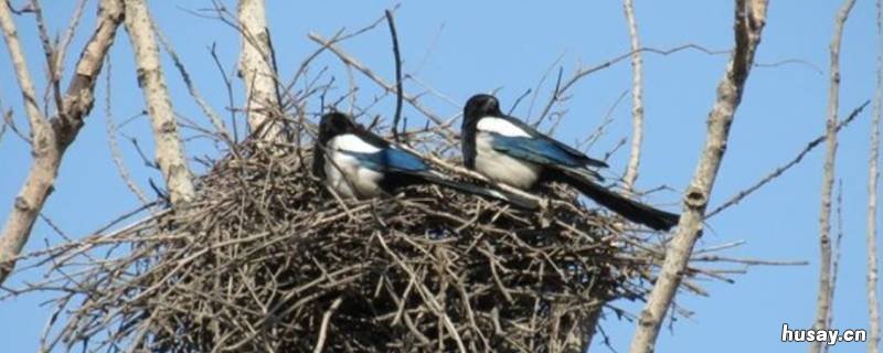 为什么喜鹊能住在窝里寒号鸟却冻死了 当喜鹊在忙着做窝的时候寒号鸟在做什么呢