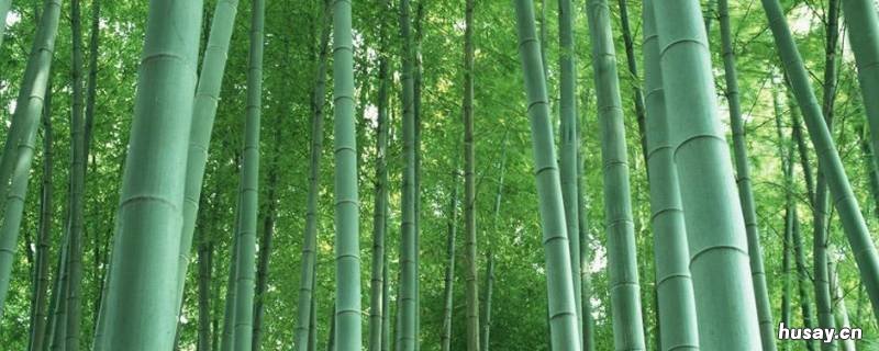 锅台上能长竹子吗 锅头上长竹子