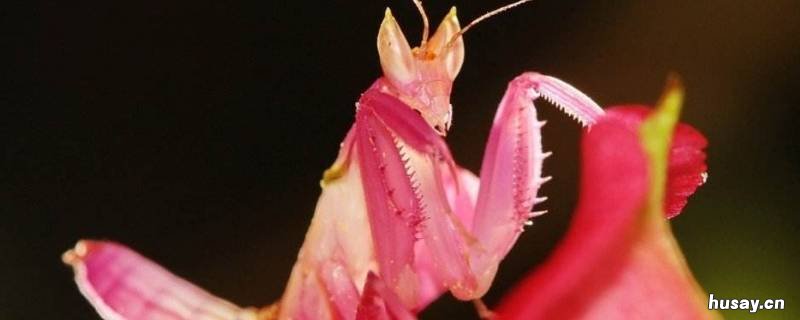 螳螂是什么目 螳螂是什么目什么科