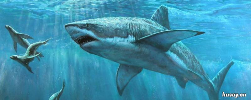 鲨鱼左右两边的东西是什么 鲨鱼的左右两边有什么?