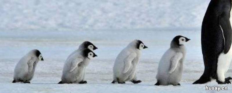 南极都有什么 南极都有什么知识