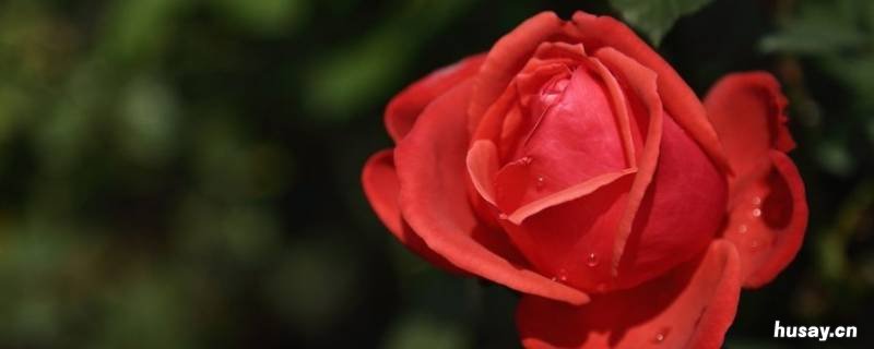 玫瑰是什么意思 玫瑰是什么意思网络用语