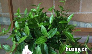 植物翡翠怎么养 翡翠盆栽的养殖方法