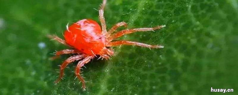 红蜘蛛简单消灭方法 怎么消灭红蜘蛛