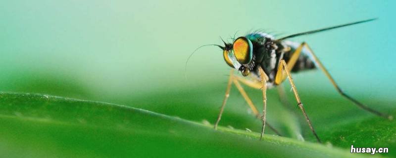 中国有马蝇吗 马蝇生活在什么地方