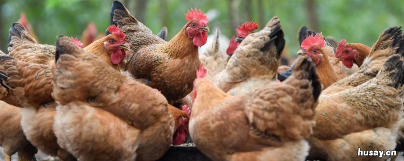 鸡的家被称为什么 鸡的家名称叫什么