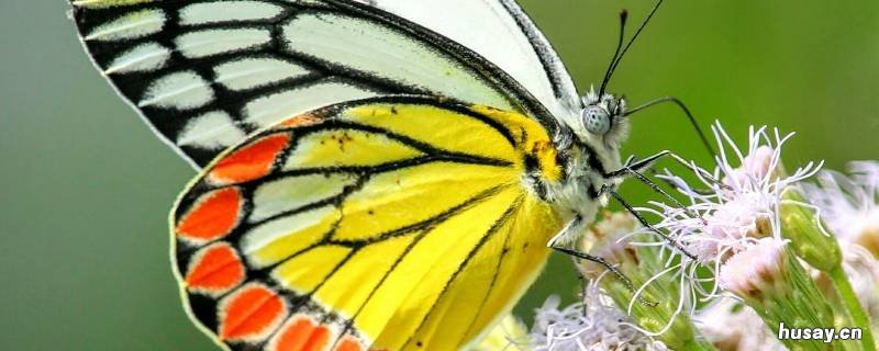 蝴蝶发现花蜜靠的是什么 蝴蝶靠什么采花蜜