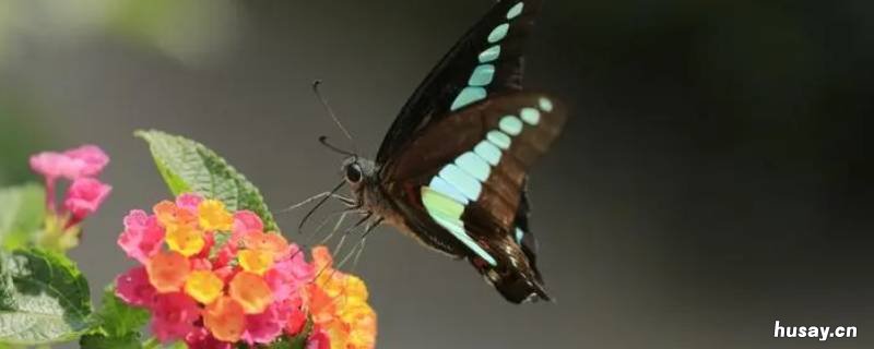 蛾子和蝴蝶哪个身体纤细 蝴蝶是蛾子吗
