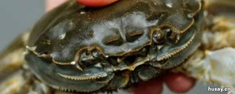 螃蟹没蒸熟是什么样子 螃蟹没蒸熟是什么样图片