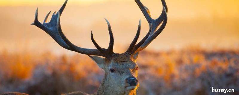 圣诞节是麋鹿还是驯鹿 圣诞麋鹿和驯鹿的区别