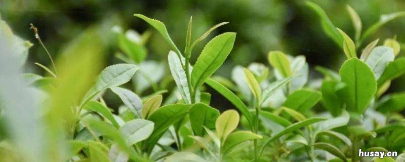 龙芽菜是什么菜 龙芽菜百度百科