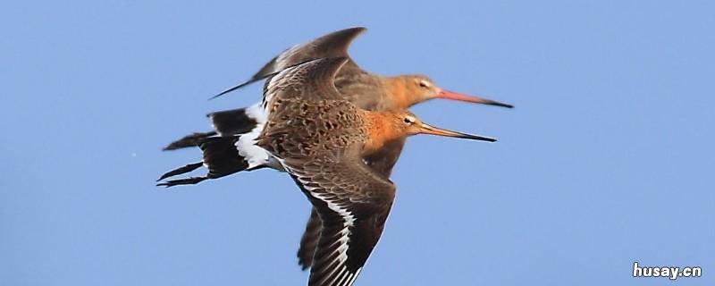 比翼逍遥什么意思 比翼而飞的比和翼的意思