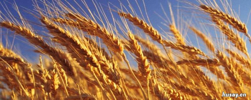 合肥有哪些学校设有农学专业 合肥有哪些学校设有农学专业的