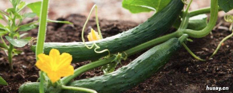 黄瓜怎么存放保鲜的时间比较长 黄瓜怎样长时间储存才保鲜