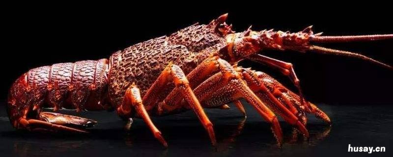 很大的虾叫什么 很大的虾叫什么不是龙虾