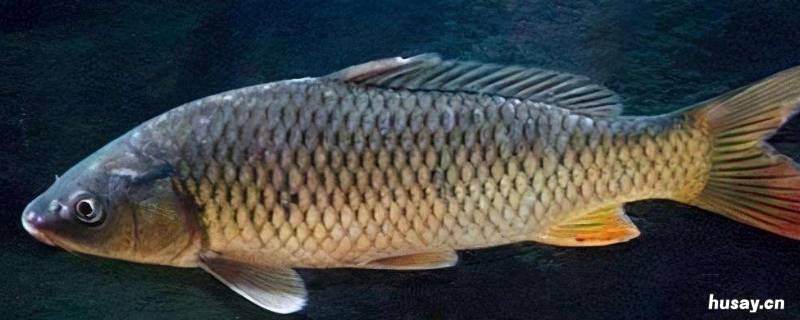 鲫鱼鲤鱼怎么区别 鲫鱼鲤鱼怎么区别好坏