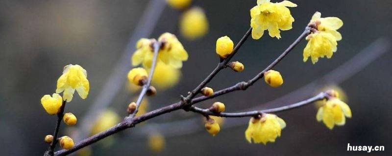 腊梅的香味怎么形容 怎样形容腊梅的香味